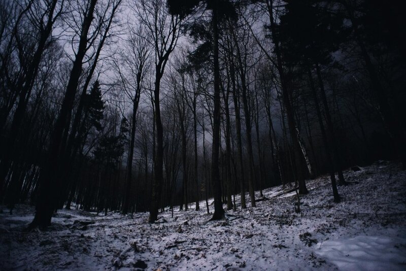 Snow-covered Forest — Black, Dark, Winter, Photograph, Trees