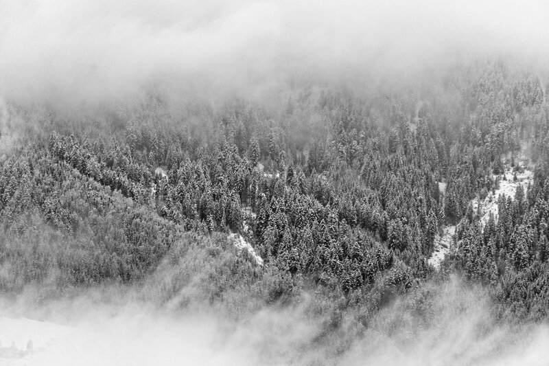Snow-covered Forest — Black, Misty