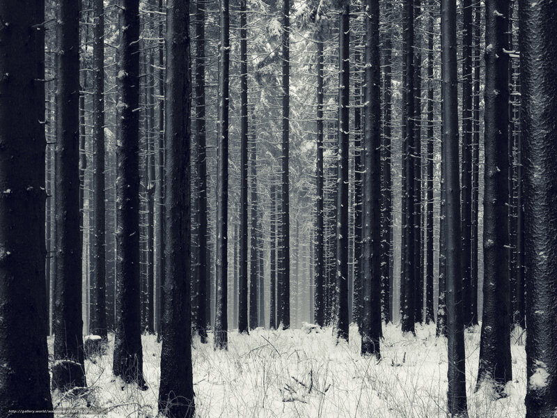 Snow-covered Forest — Black, Serene