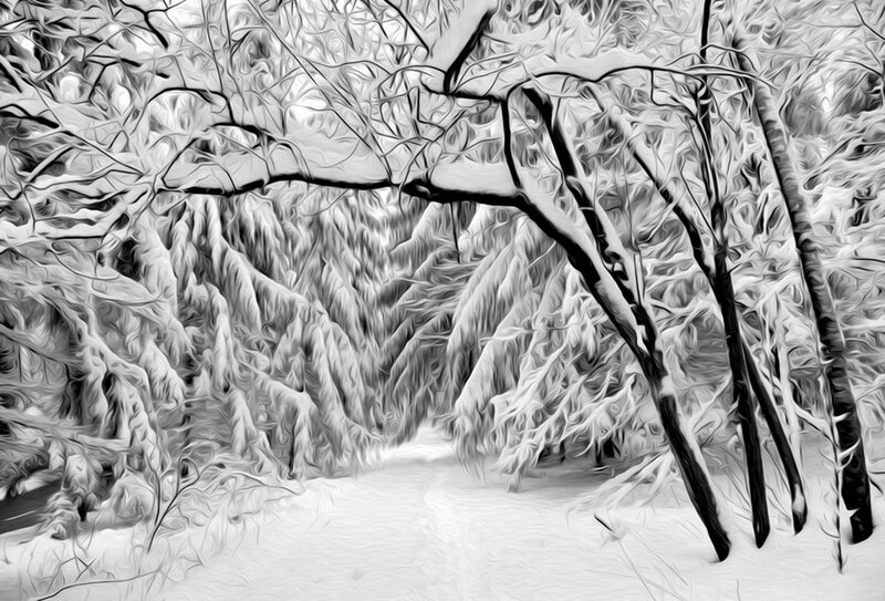 Snow-covered Forest — Black