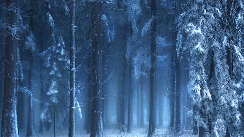 Snow-covered Forest — Blue, Cold, Misty