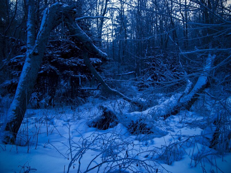 Snow-covered Forest — Blue, Cold, Quiet