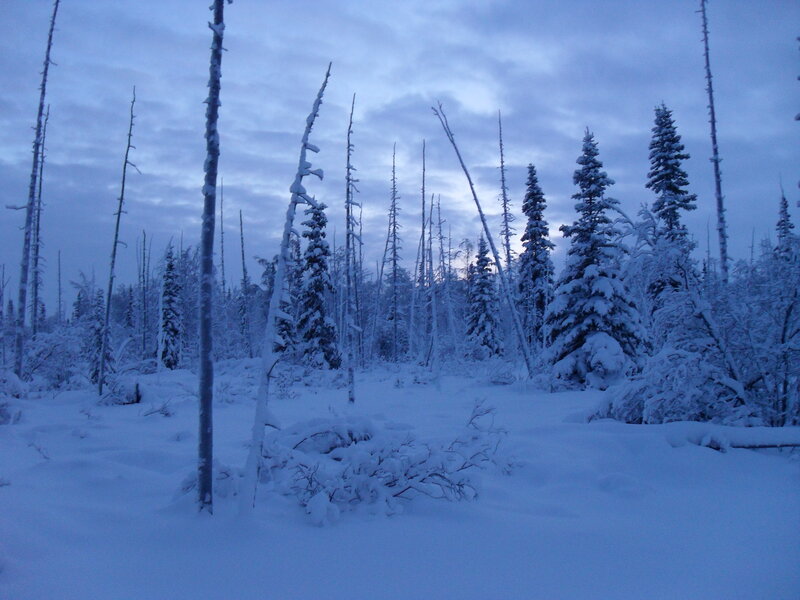 Snow-covered Forest — Blue, Cold