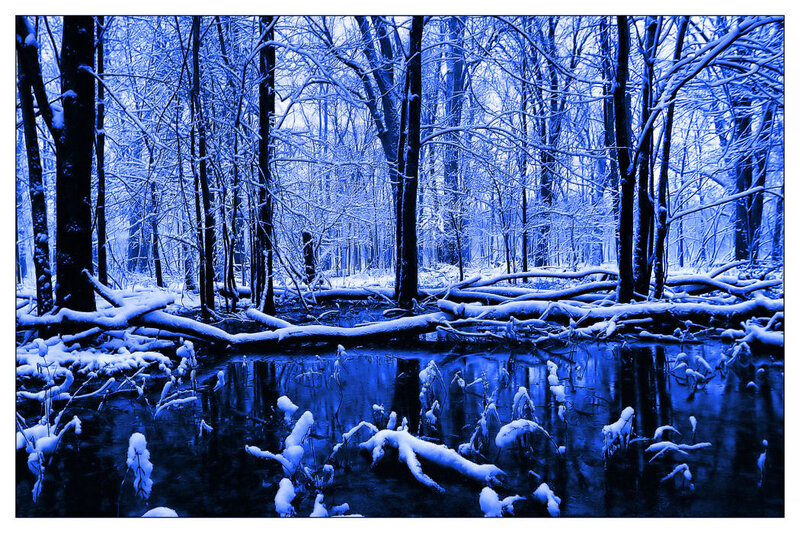 Snow-covered Forest — Blue, Cold, Winter, Photograph