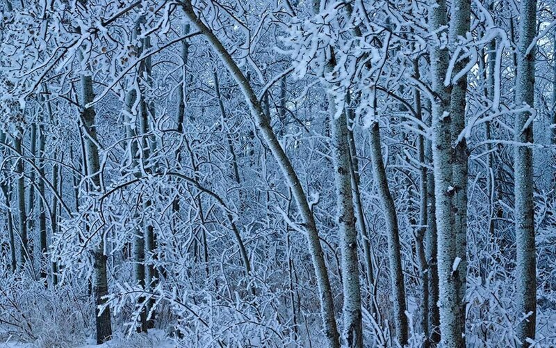 Snow-covered Forest — Blue, Cold, Winter, Photograph, Trees, Snow, Branches
