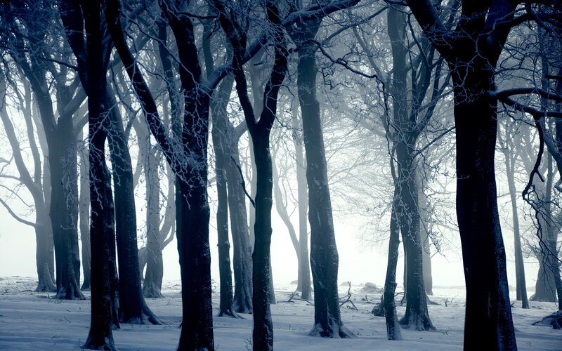 Snow-covered Forest — Blue, Cold, Winter, Photograph, Trees, Snow, Fog, White, Black