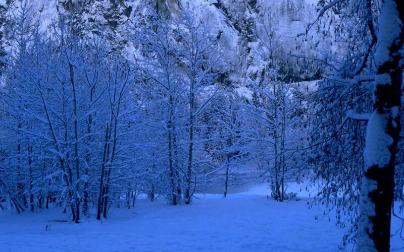 Snow-covered Forest — Blue, Cold, Winter, Photograph, Trees, Snow