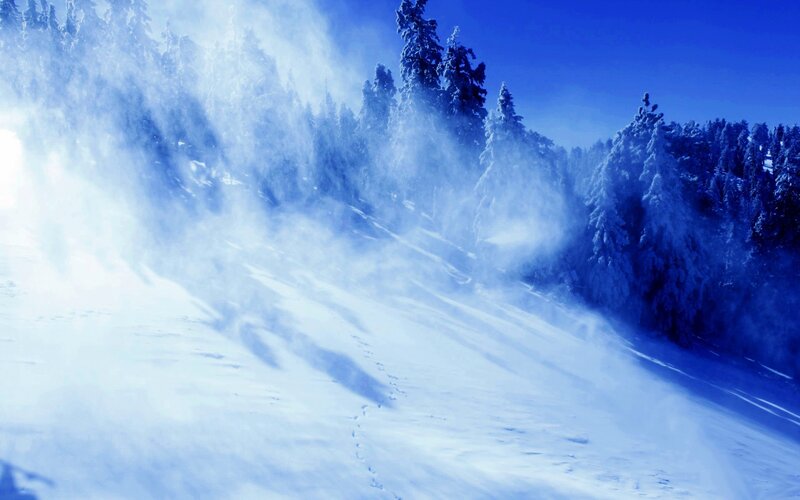 Snow-covered Forest — Blue, Cold, Winter, Photograph, Trees, Snow, Wind