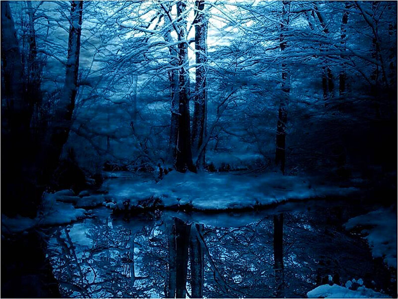 Snow-covered Forest — Blue, Cold, Winter, Photograph, Trees