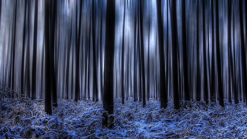 Snow-covered Forest — Blue, Dark