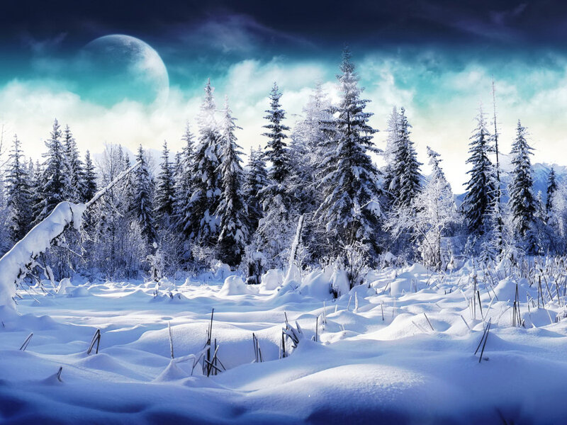 Snow-covered Forest — Blue, Dramatic, Night, Digital Art, Trees