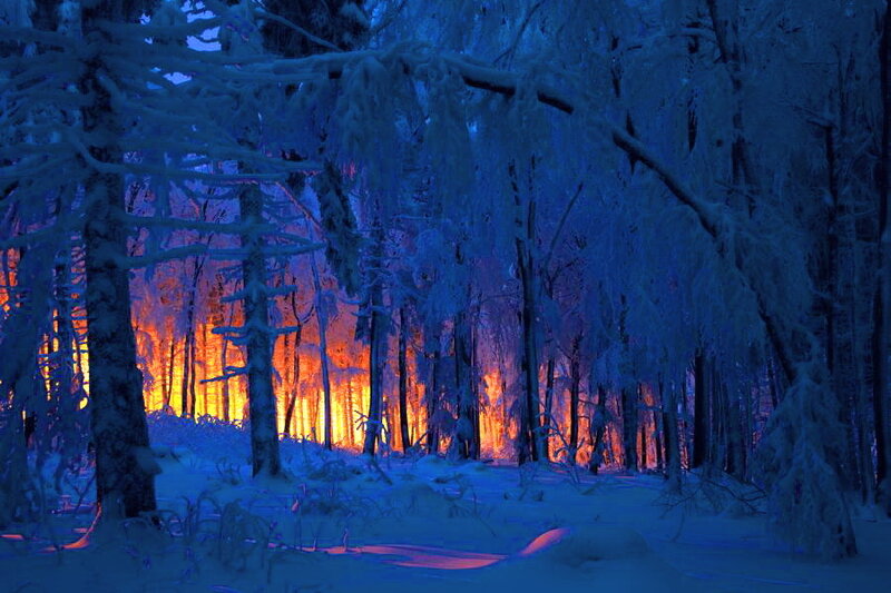 Snow-covered Forest — Blue, Dramatic
