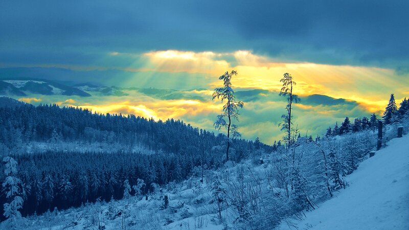 Snow-covered Forest — Blue, Dramatic, Winter, Photograph