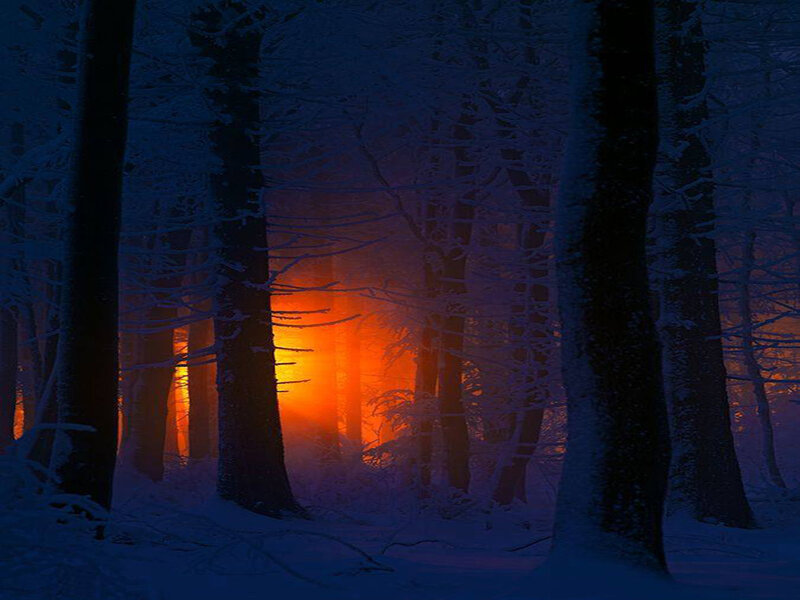 Snow-covered Forest — Blue, Dramatic, Winter, Photograph, Trees
