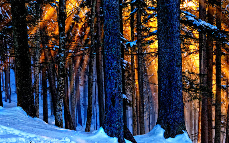 Snow-covered Forest — Blue, Dramatic, Winter