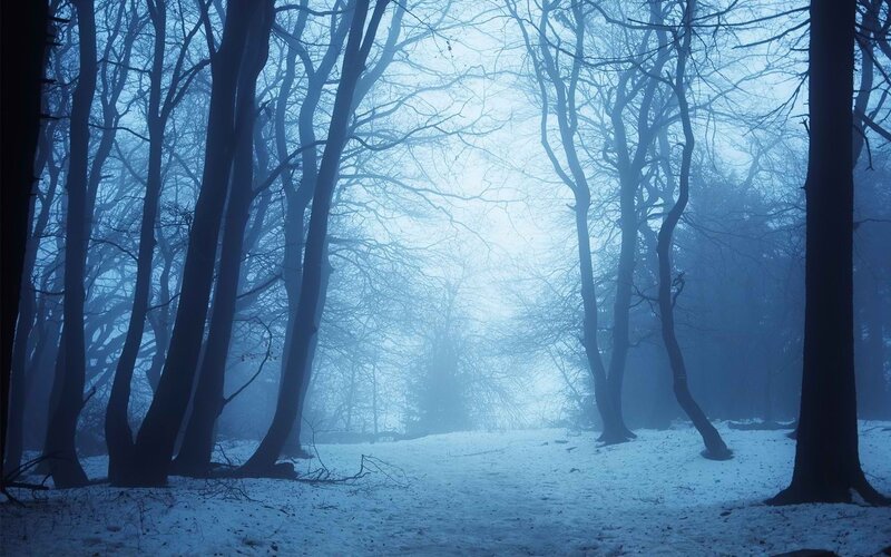 Snow-covered Forest — Blue, Misty, Quiet
