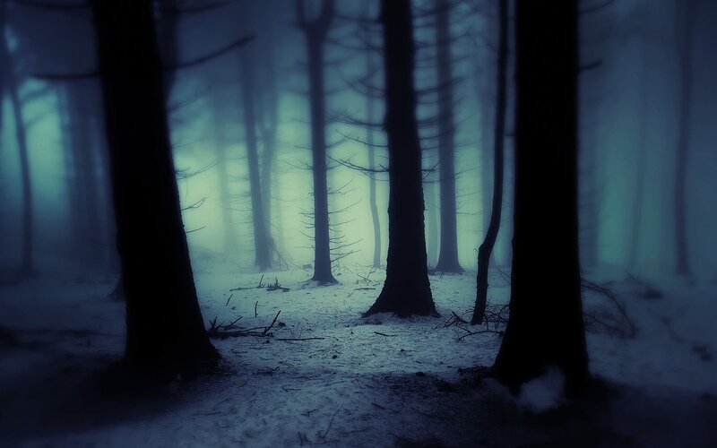 Snow-covered Forest — Blue, Mysterious, Winter, Photograph