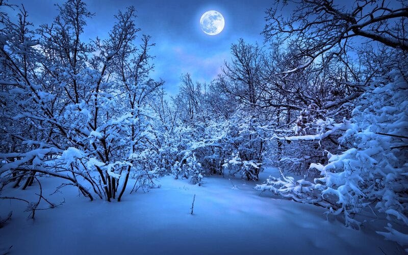 Snow-covered Forest — Blue, Serene, Night, Photograph, Moon