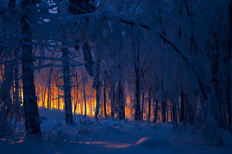 Snow-covered Forest — Blue, Serene, Night, Photograph