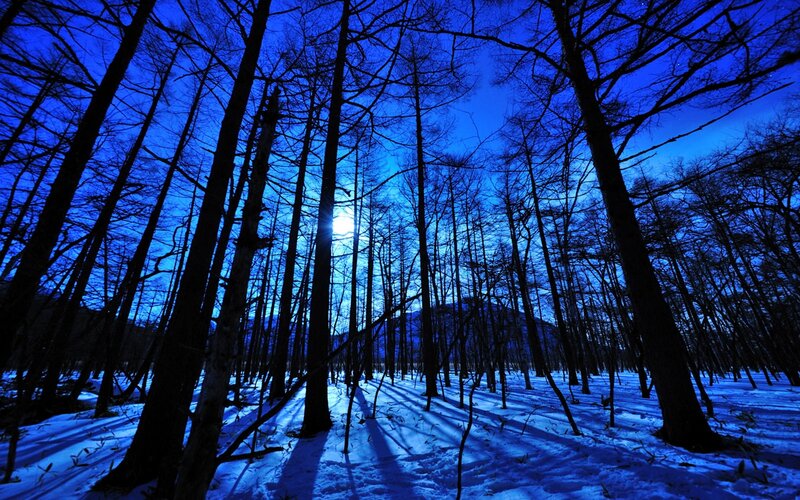 Snow-covered Forest — Blue, Serene, Night, Photograph, Trees, Moon