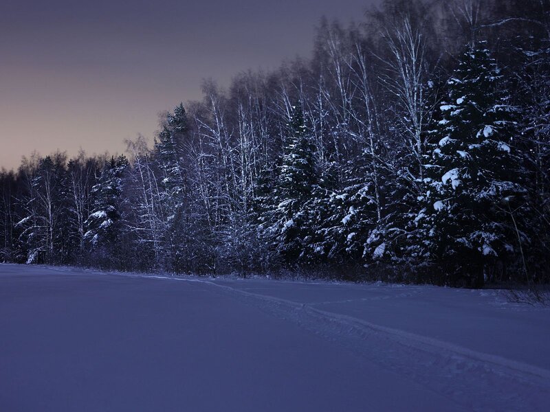 Snow-covered Forest — Blue, Serene, Night, Photograph, Trees, Snow