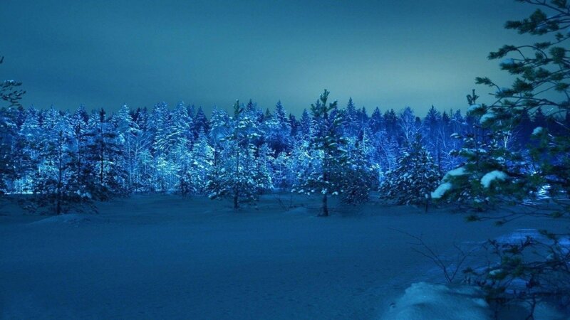 Snow-covered Forest — Blue, Serene, Night, Photograph, Trees