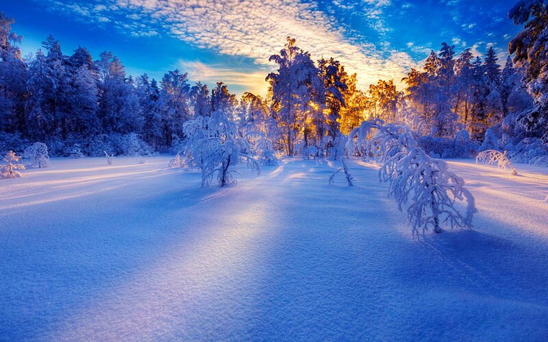 Snow-covered Forest — Blue, Serene, Sunset, Photograph