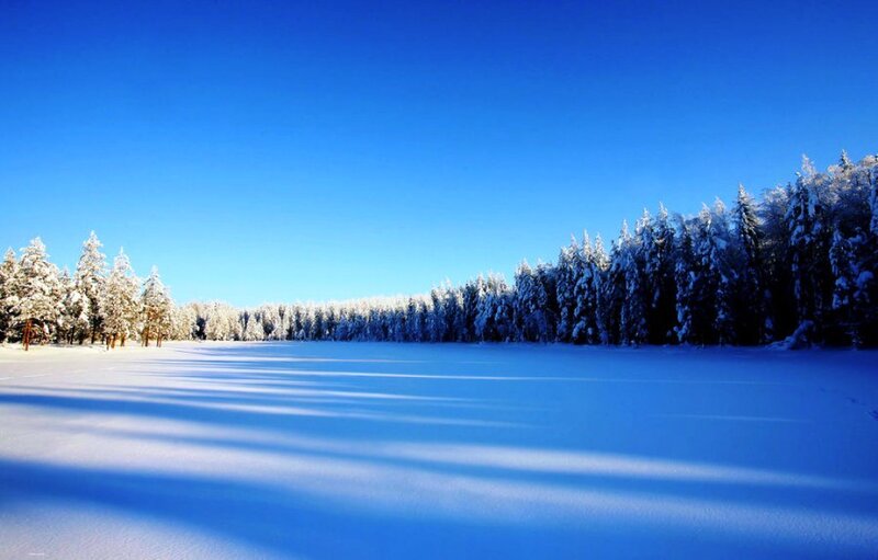 Snow-covered Forest — Blue, Serene