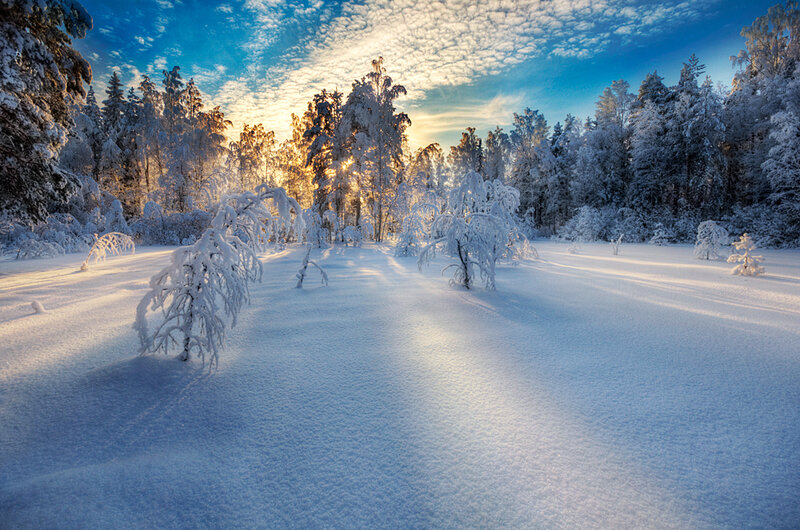 Snow-covered Forest — Blue, Serene, Winter Morning