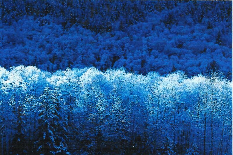 Snow-covered Forest — Blue, Serene, Winter, Painting