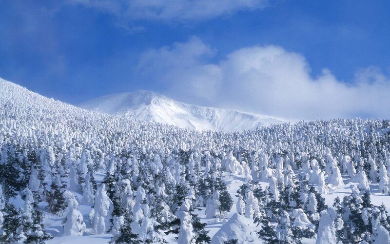 Snow-covered Forest — Blue, Serene, Winter, Photograph