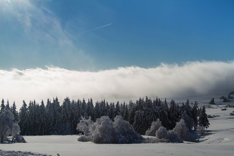 Snow-covered Forest — Blue, Serene, Winter, Photograph, Trees, Clouds