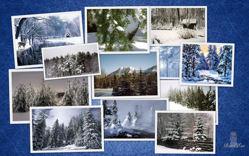 Snow-covered Forest — Blue, Serene, Winter, Photograph, Trees, Mountain, Deer