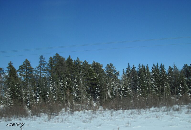 Snow-covered Forest — Blue, Serene, Winter, Photograph, Trees, Power Lines