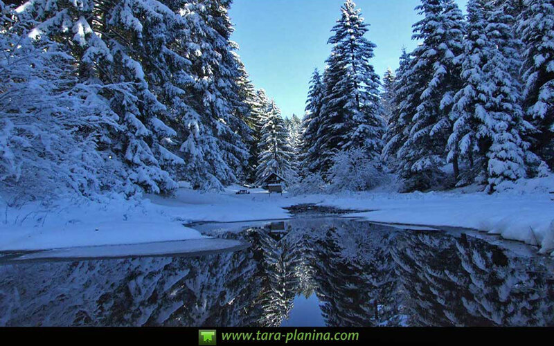 Snow-covered Forest — Blue, Serene, Winter, Photograph, Trees, River, Reflection