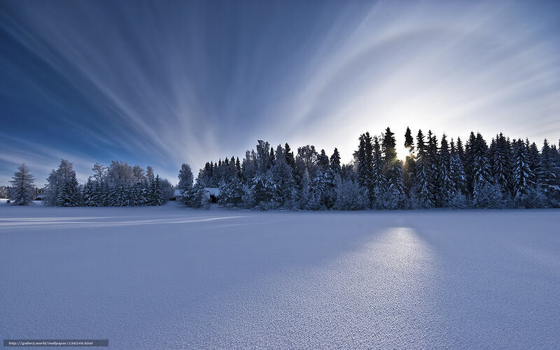 Snow-covered Forest — Blue, Serene, Winter, Photograph, Trees, Sky, Sun
