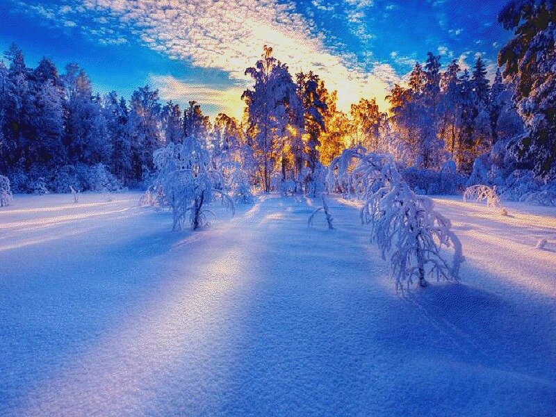 Snow-covered Forest — Blue, Serene, Winter, Photograph, Trees, Sky