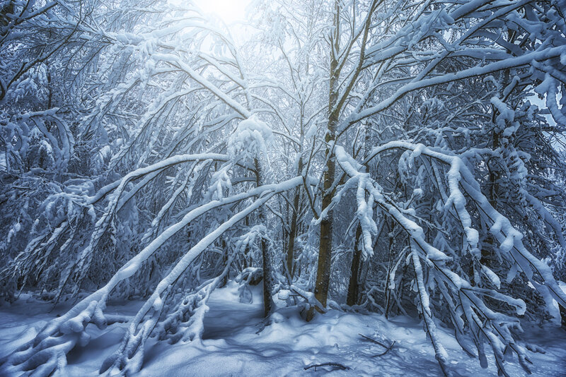 Snow-covered Forest — Blue, Serene, Winter, Photograph, Trees, Snow, Branches