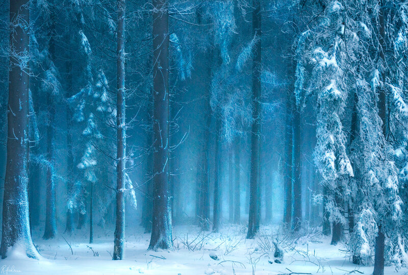 Snow-covered Forest — Blue, Serene, Winter, Photograph, Trees, Snow, Fog