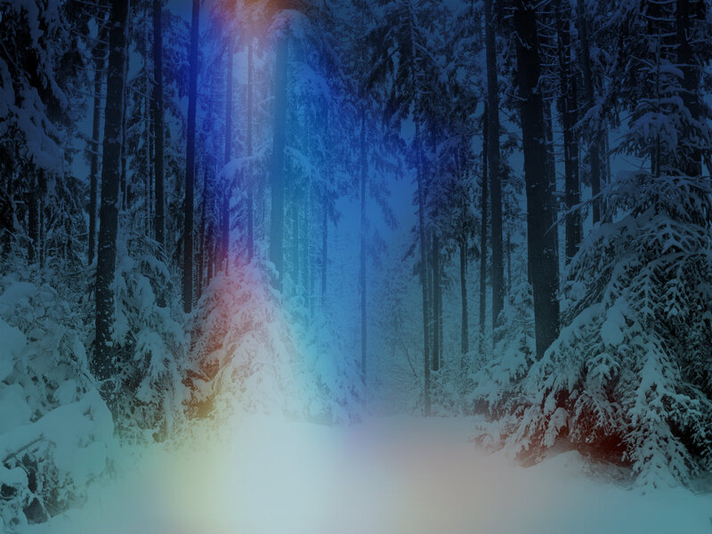 Snow-covered Forest — Blue, Serene, Winter, Photograph, Trees, Snow, Light