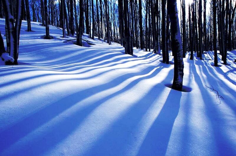 Snow-covered Forest — Blue, Serene, Winter, Photograph, Trees, Snow, Shadows