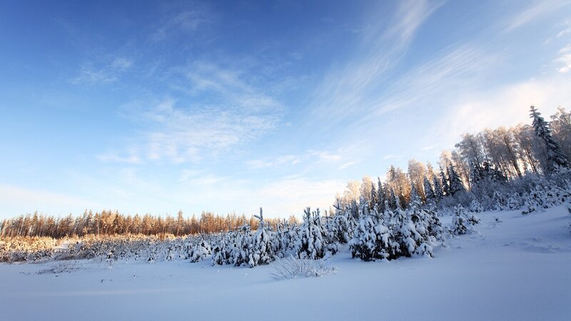 Snow-covered Forest — Blue, Serene, Winter, Photograph, Trees, Snow, Sky, Clouds