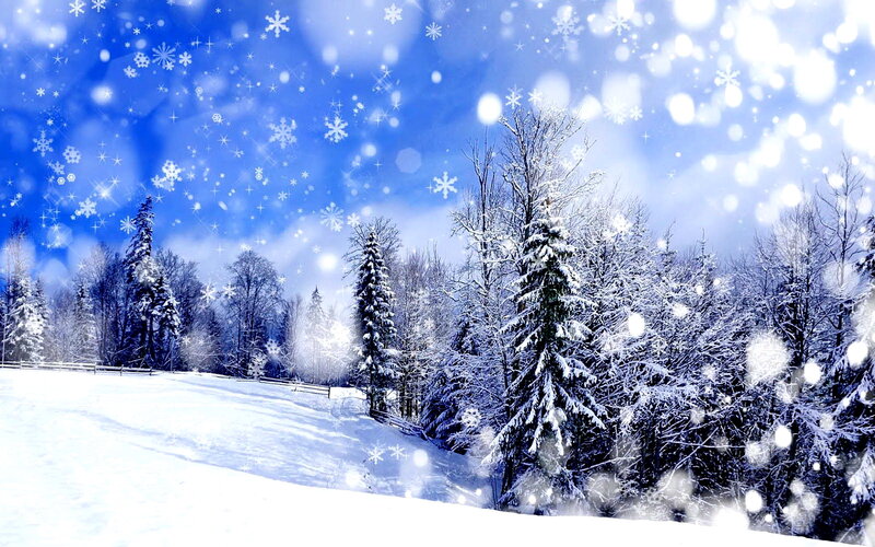 Snow-covered Forest — Blue, Serene, Winter, Photograph, Trees, Snow, Sky, Fence