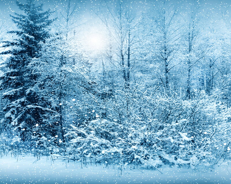 Snow-covered Forest — Blue, Serene, Winter, Photograph, Trees, Snow, Sunlight