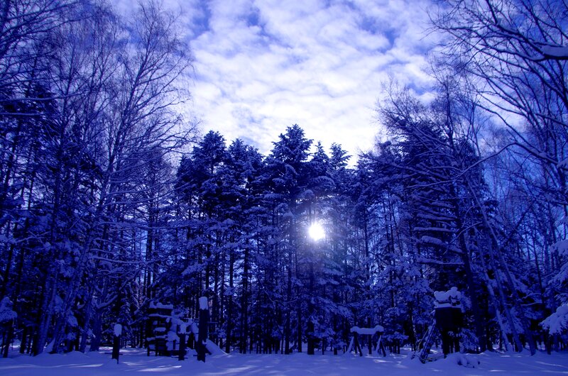 Snow-covered Forest — Blue, Serene, Winter, Photograph, Trees, Sun, Clouds