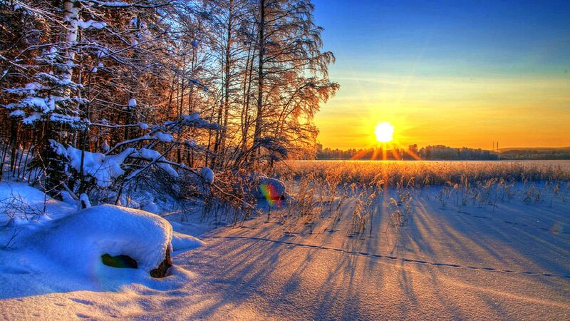 Snow-covered Forest — Blue, Serene, Winter, Photograph, Trees, Sun