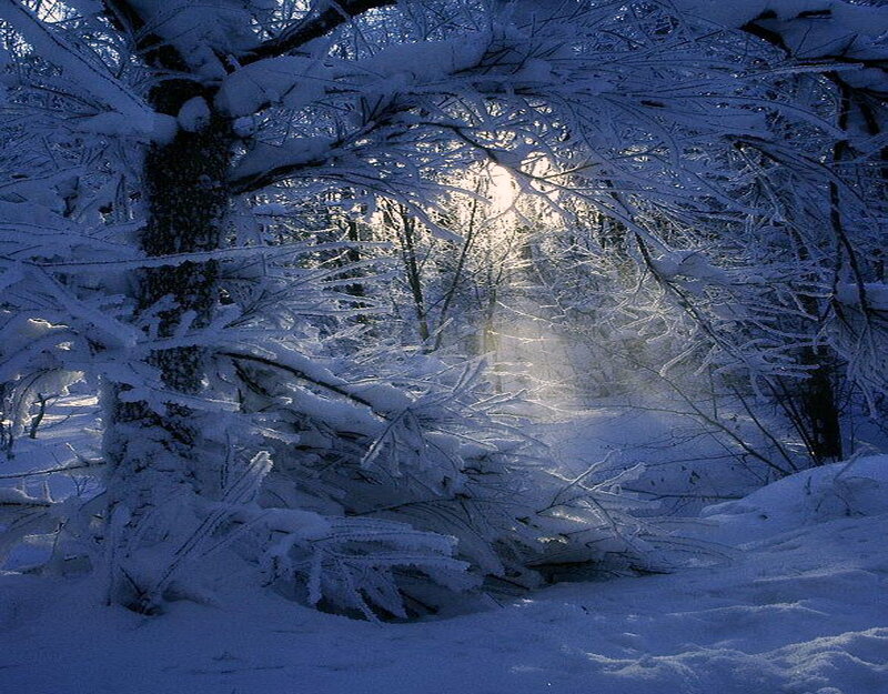Snow-covered Forest — Blue, Serene, Winter, Photograph, Trees, Sunlight, Snow