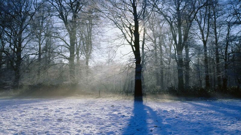 Snow-covered Forest — Blue, Serene, Winter, Photograph, Trees, Sunlight