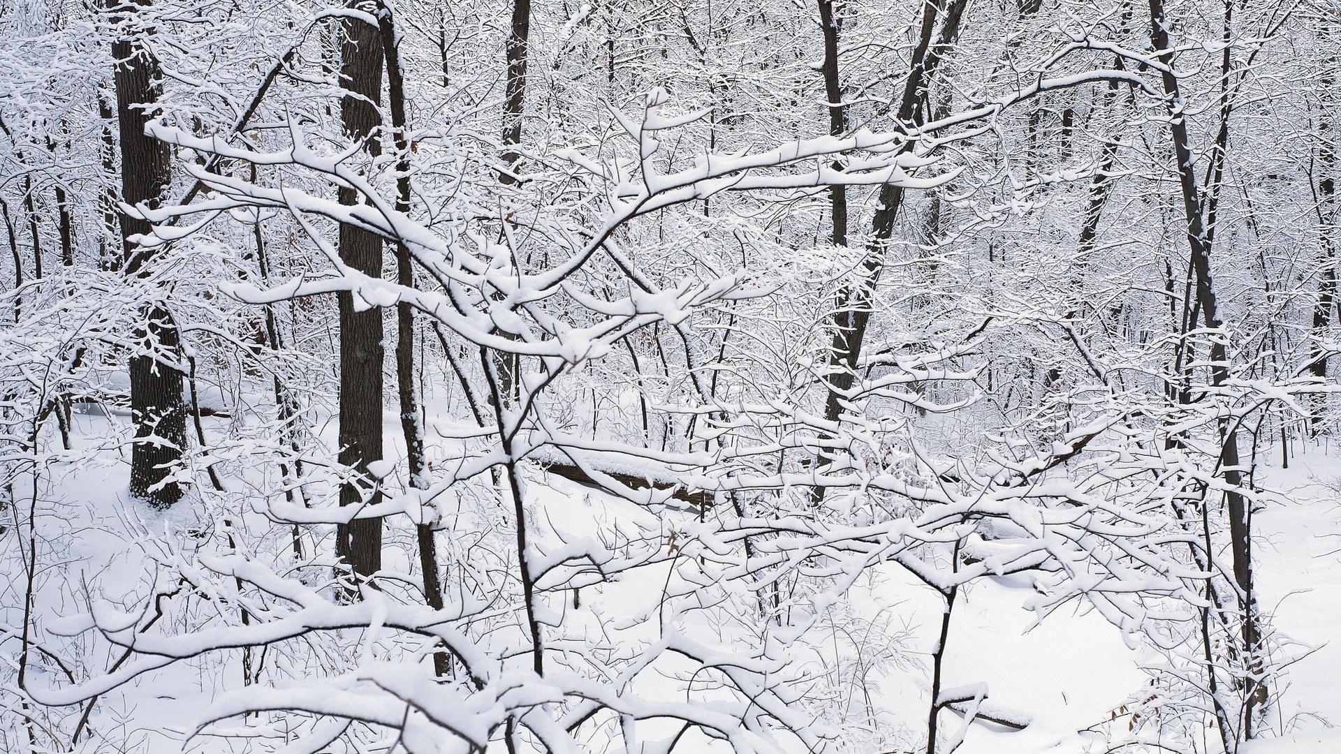 Snow-covered forest branches