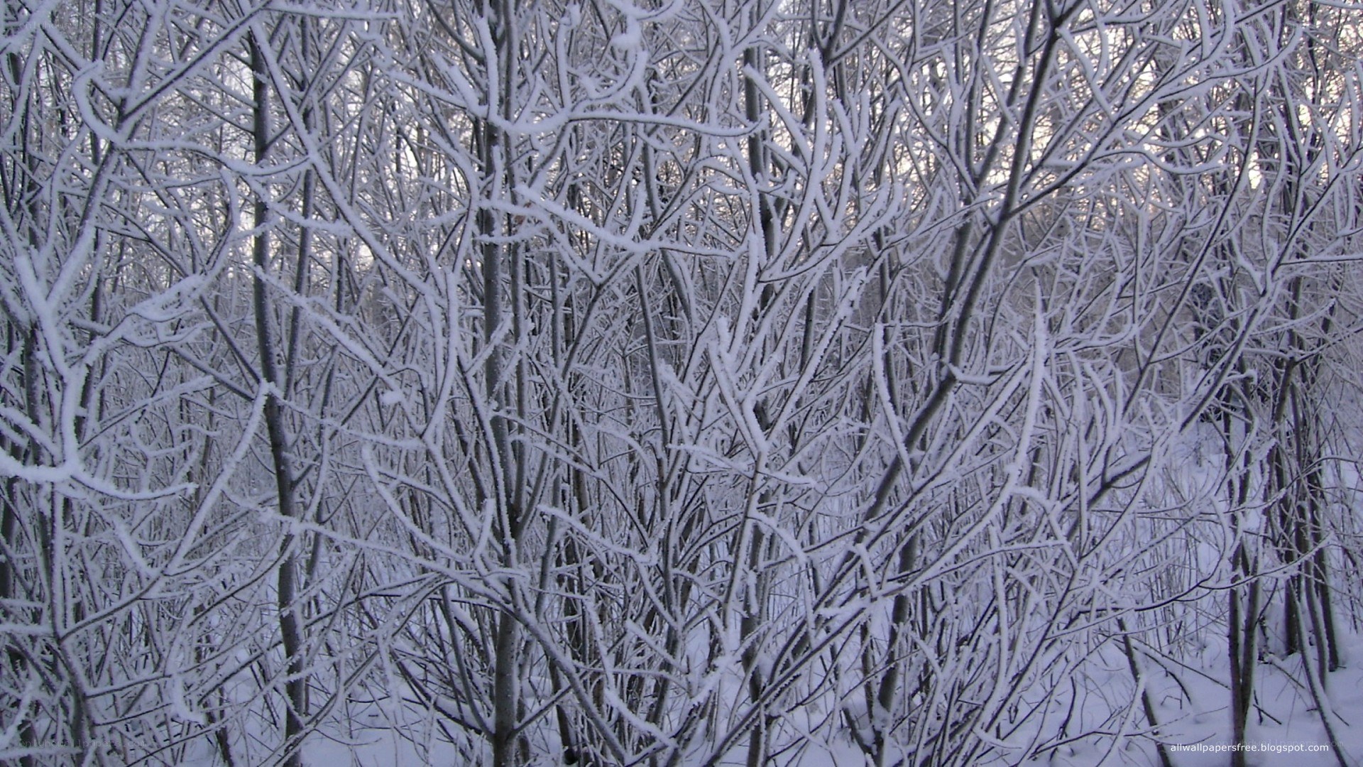 snow-covered forest branches